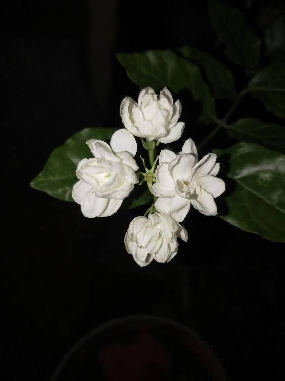 家里养茉莉，使劲晒多浇水，开花香飘十里