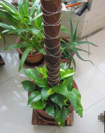 绿萝养久了,居然变成了龟背竹,还开背了? 绿萝养久了,居然变成了龟背竹,还开背了?