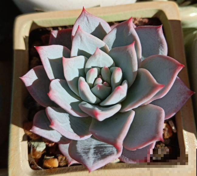 多肉养胖攻略,3步变成肉墩子,一个月就有效! 多肉养胖攻略,3步变成肉墩子,一个月就有效!