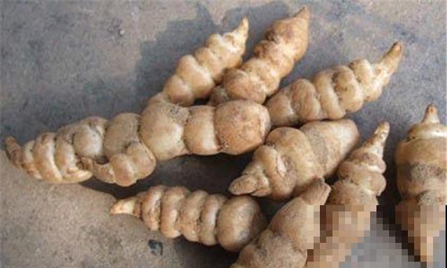 地环菜你吃过吗？口感清脆还能入药，养生效果超好