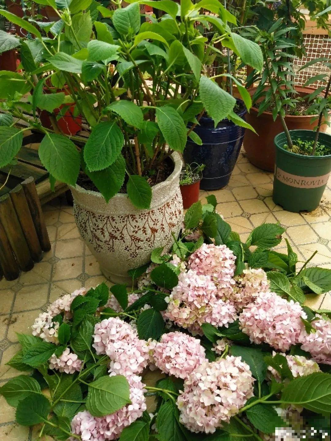 现在开始，这10种花不能剪，剪了开花难！