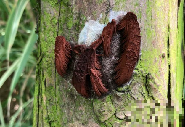 16种奇花异草,随便挑一个,你都没见过! 16种奇花异草,随便挑一个,你都没见过!