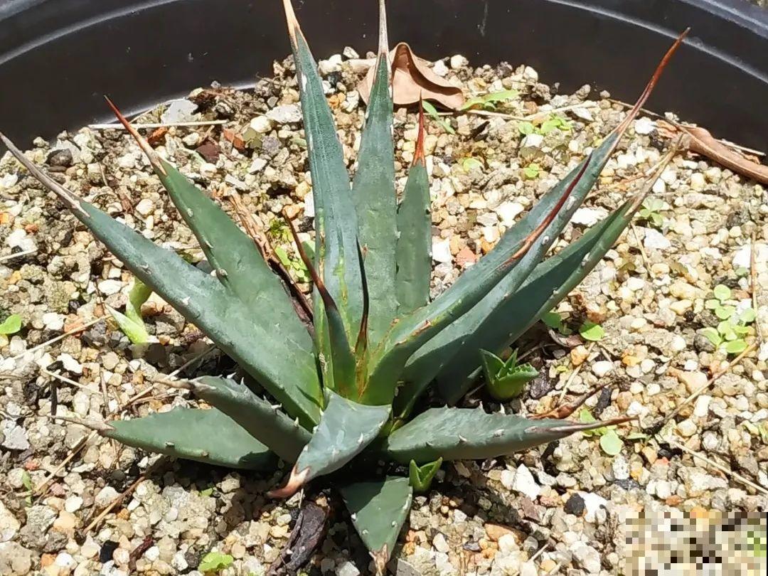 20种有毒花,出门别乱摘,有小孩的特别注意 20种有毒花,出门别乱摘,有小孩的特别注意