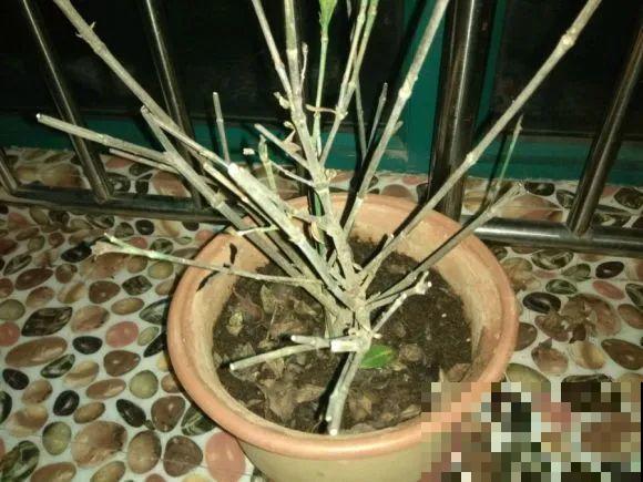 现在开始，这10种花不能剪，剪了开花难！