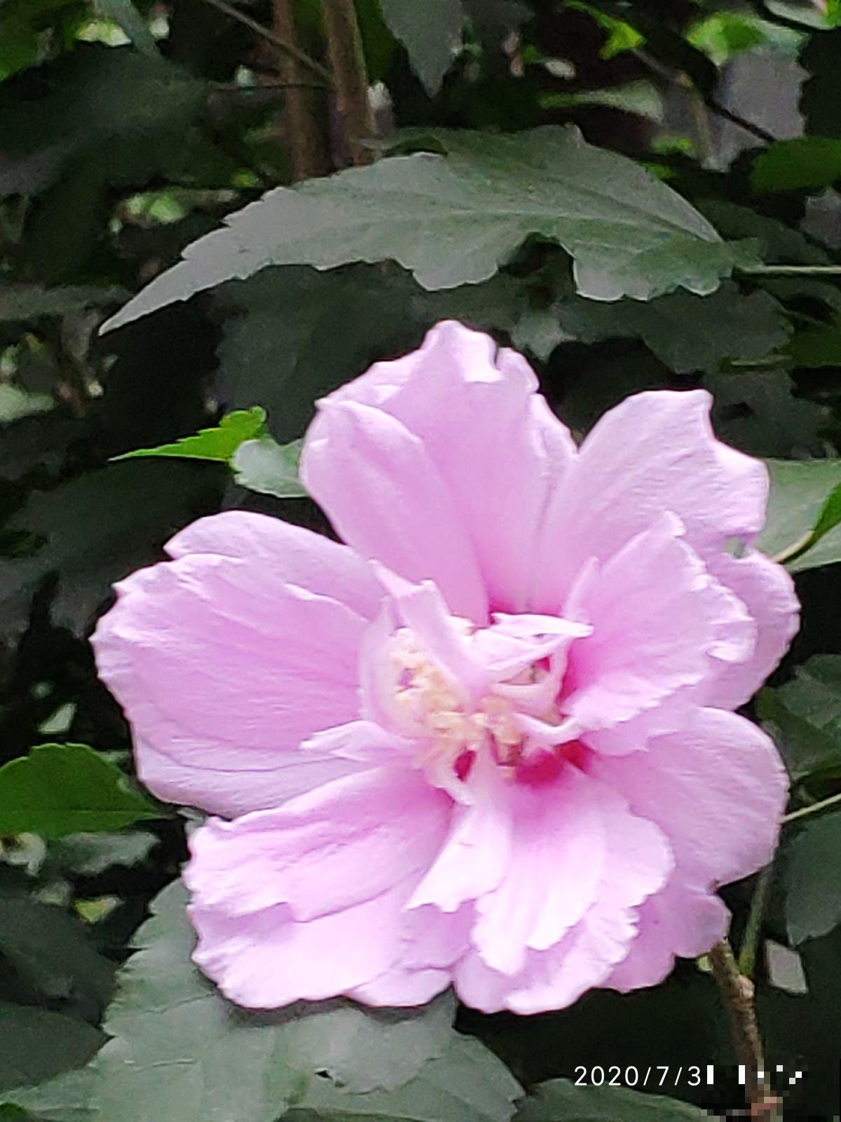 常见的8种花,竟然是国花,长见识了! 常见的8种花,竟然是国花,长见识了!