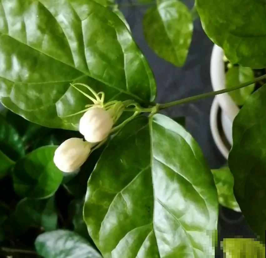 “双刃剑”硫酸亚铁，别乱用，用对方法很重要！