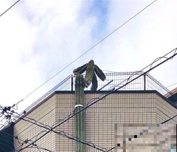 30层楼高开满三角梅,变成空中花园,太美了! 30层楼高开满三角梅,变成空中花园,太美了!