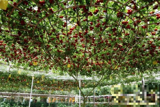 农村大姐，种出1.5米大冬瓜，我看谁还敢说矮！