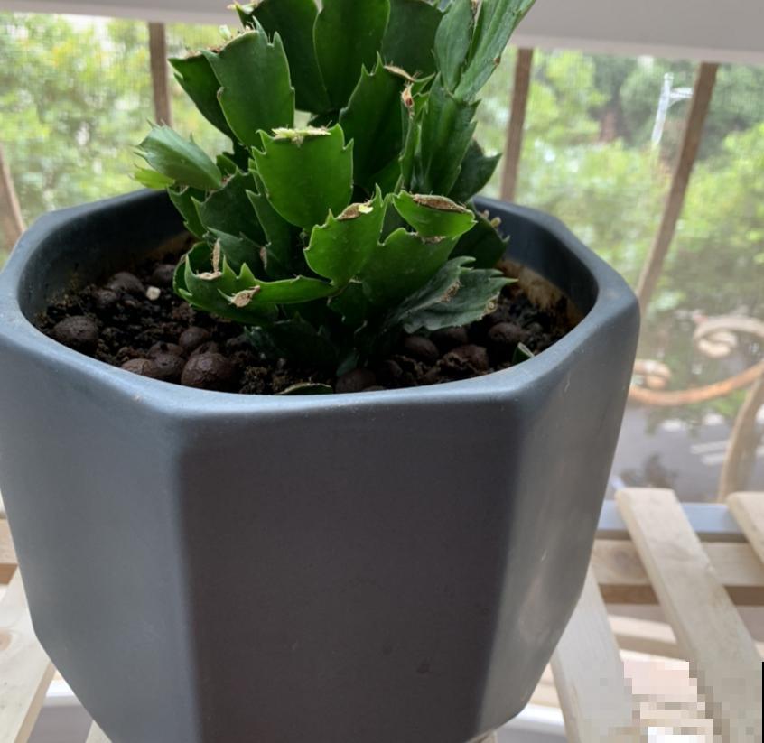 吃剩的骨头不要扔,拿来给花补钙,花朵疯长! 吃剩的骨头不要扔,拿来给花补钙,花朵疯长!