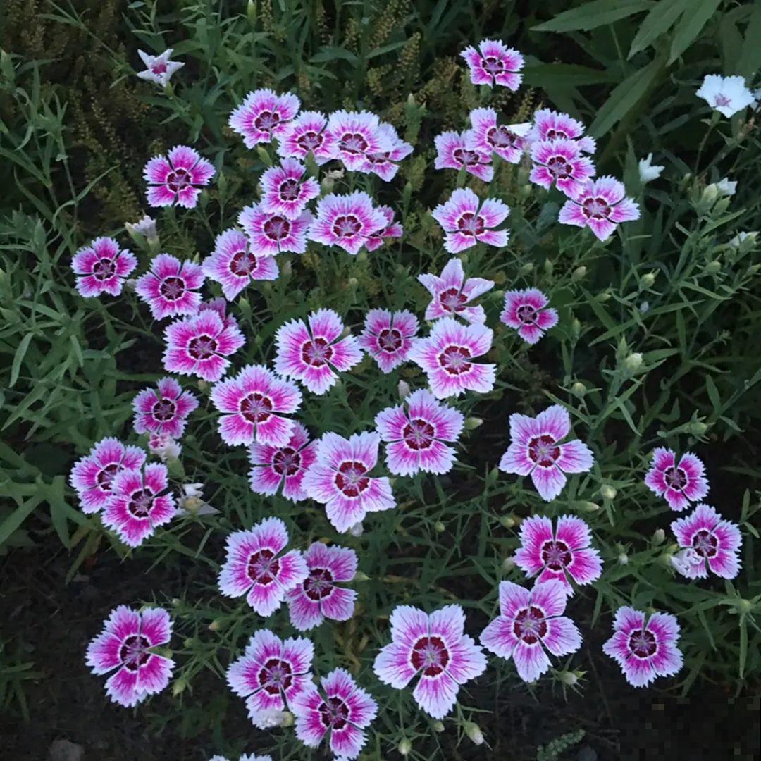 看图猜花名，100道题，测你的养花天分！