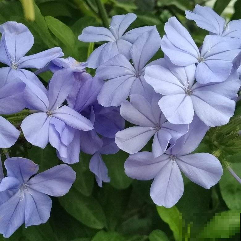 养花形成的8个习惯,听说超级准,你中了几条? 养花形成的8个习惯,听说超级准,你中了几条?