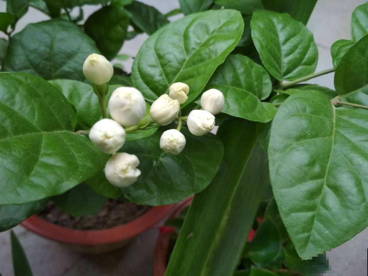 现在气温还不冷,有些情况不能施肥,你家花存在这些情况吗 现在气温还不冷,有些情况不能施肥,你家花存在这些情况吗