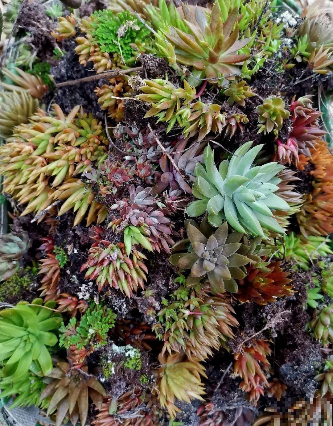 别花钱买了,这花野生一大堆,挖还是不挖? 别花钱买了,这花野生一大堆,挖还是不挖?