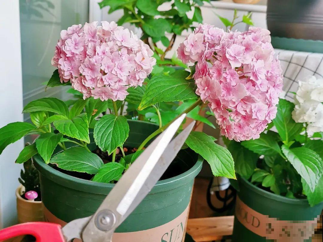 现在开始，这10种花不能剪，剪了开花难！