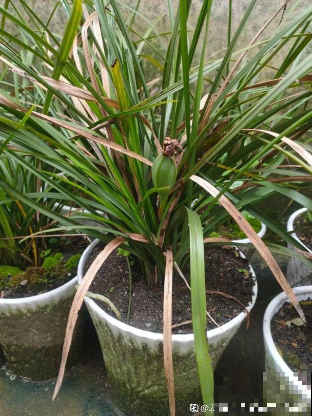 养根的3个小方法,照着一步步做,根能撑爆盆! 养根的3个小方法,照着一步步做,根能撑爆盆!