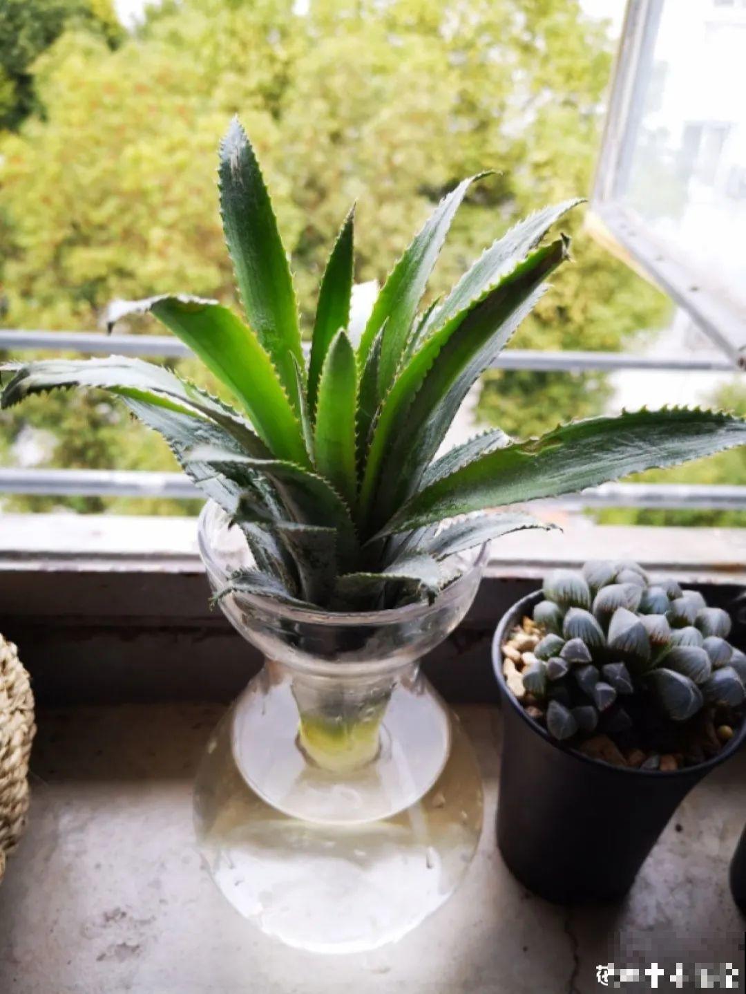 西红柿、玉米……埋土里，7天长成小森林，结出果子一大筐！