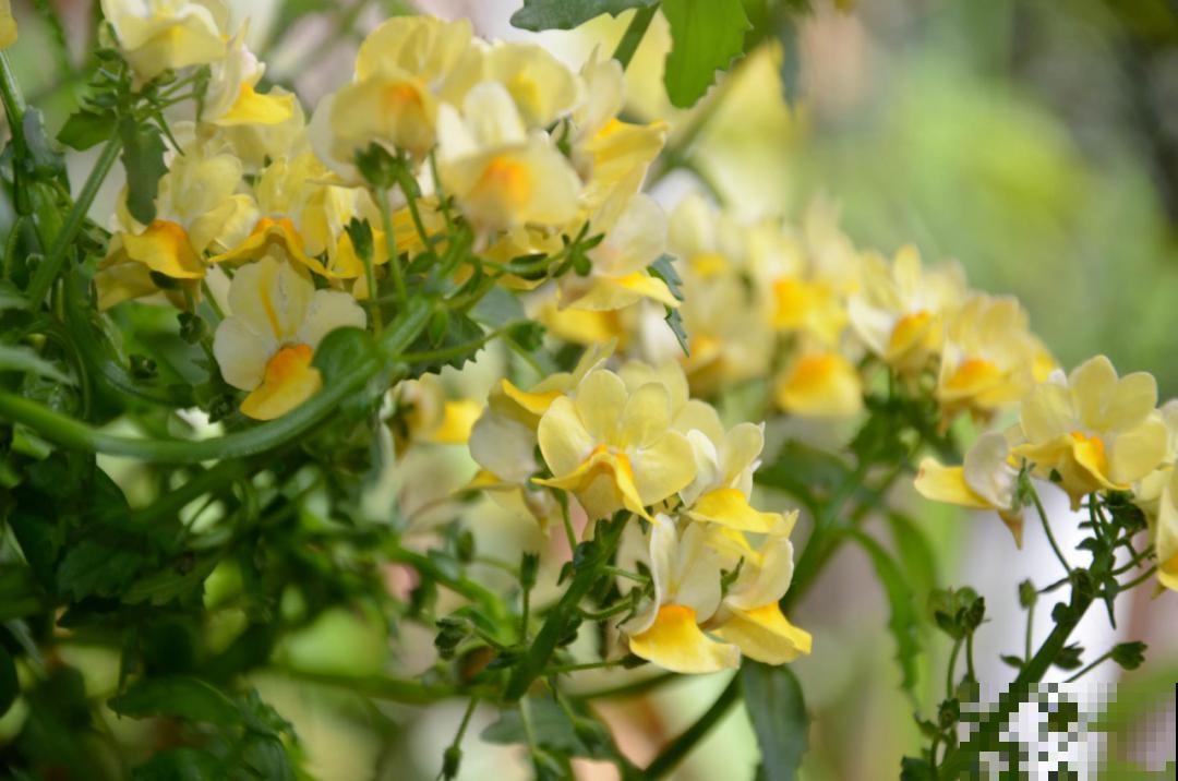 阳台新宠龙面花,花量超大颜色多,四季都开不停! 阳台新宠龙面花,花量超大颜色多,四季都开不停!