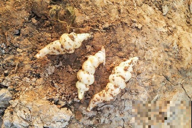 地环菜你吃过吗？口感清脆还能入药，养生效果超好