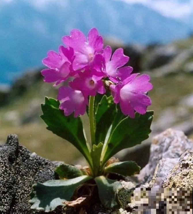 石缝间开出来的花,一点土都没有,生命力太强悍! 石缝间开出来的花,一点土都没有,生命力太强悍!