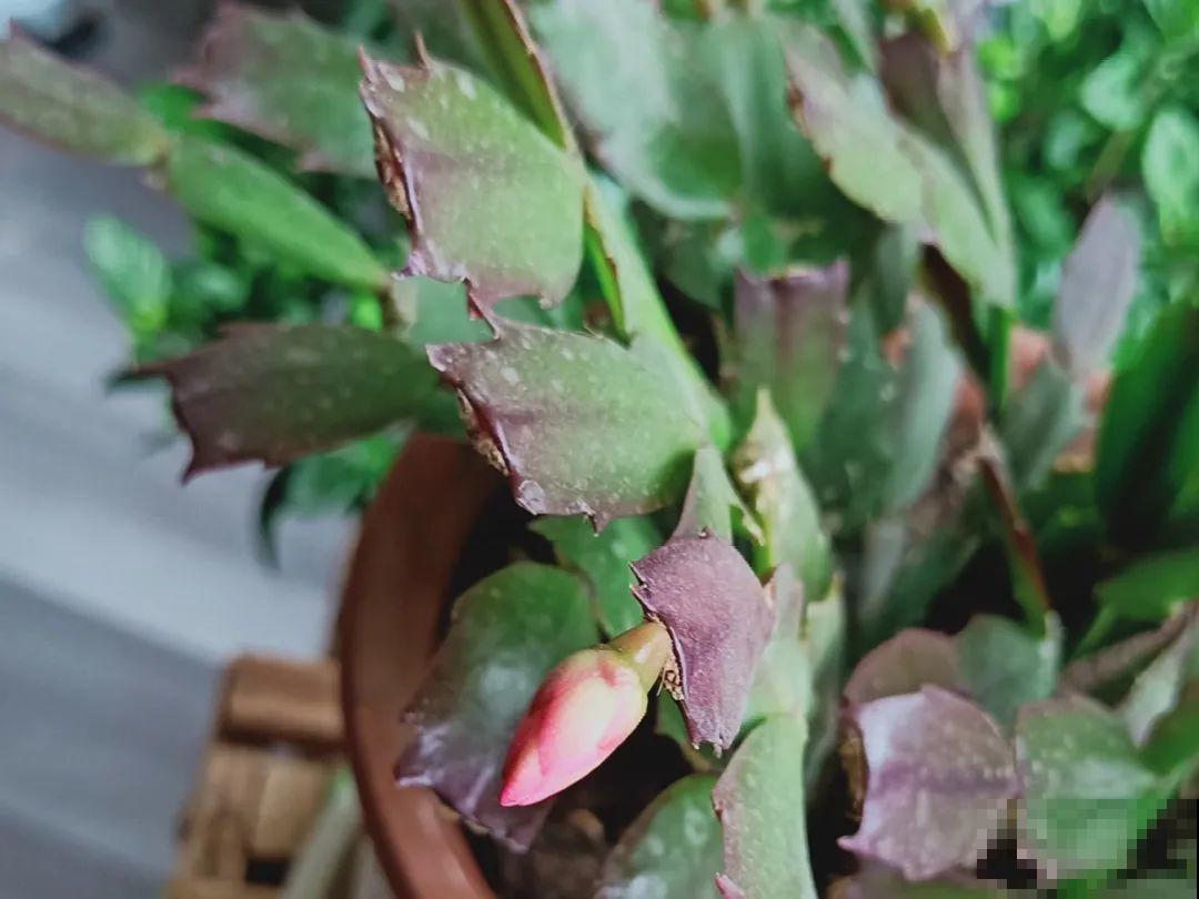 三伏已过,这花可以处理了,晚了错过开花! 三伏已过,这花可以处理了,晚了错过开花!