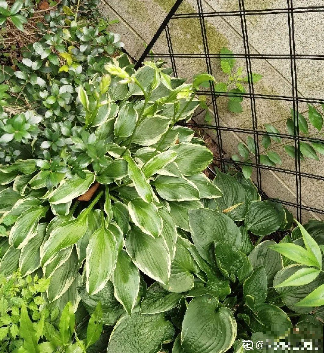 10种耐阴花，放在角落里，开花长成大树！