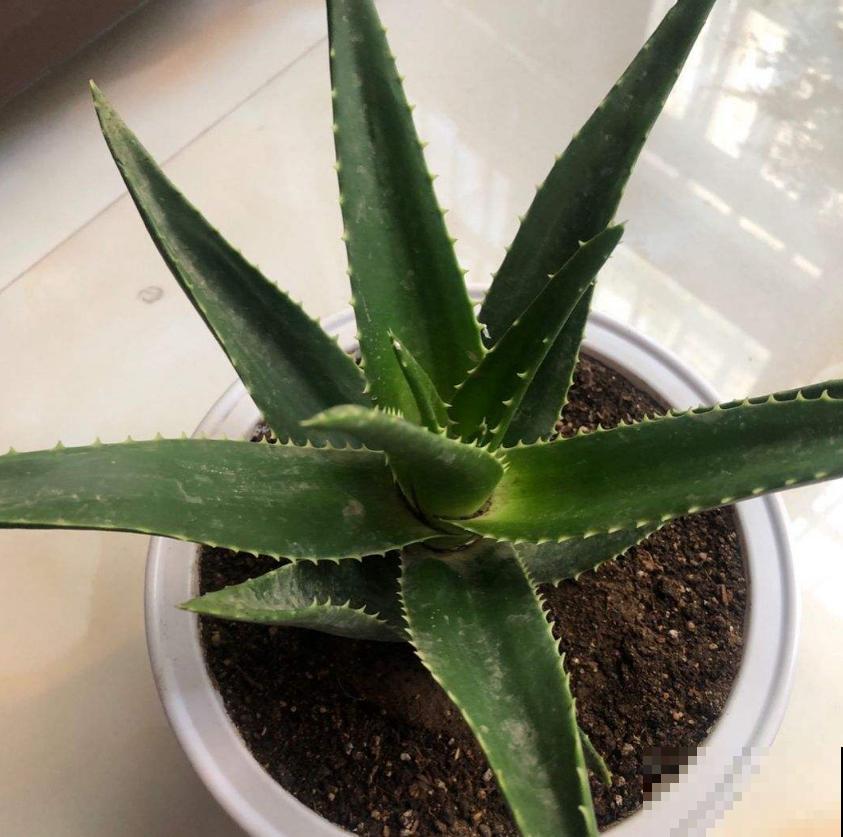 超可怜的芦荟，不浇水也不施肥，能活下来算奇迹！