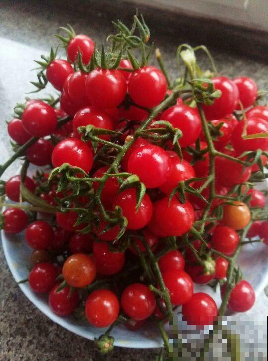 圣女果还用买？在家养一盆，吃都吃不完！