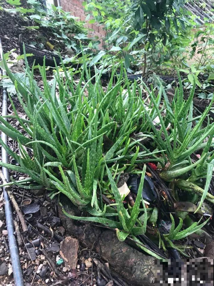 你扔的花,我捡回家,半个月起死回生! 你扔的花,我捡回家,半个月起死回生!