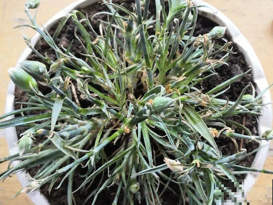 一次性的花，秋天开完就扔了，别浪费时间！