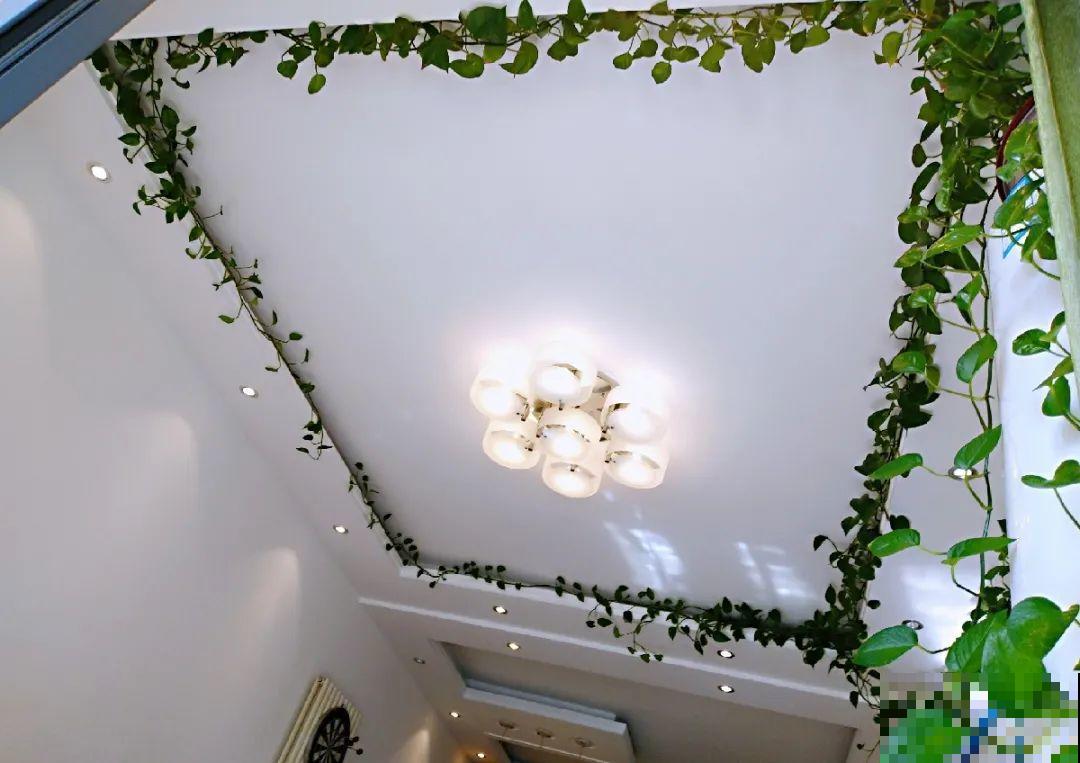 3个月后才回家，家里的花疯了，墙缝、房顶都爬满！