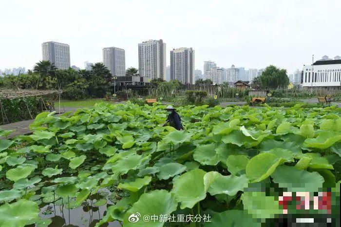 重庆一家企业,楼顶用来种菜养花,佩服! 重庆一家企业,楼顶用来种菜养花,佩服!