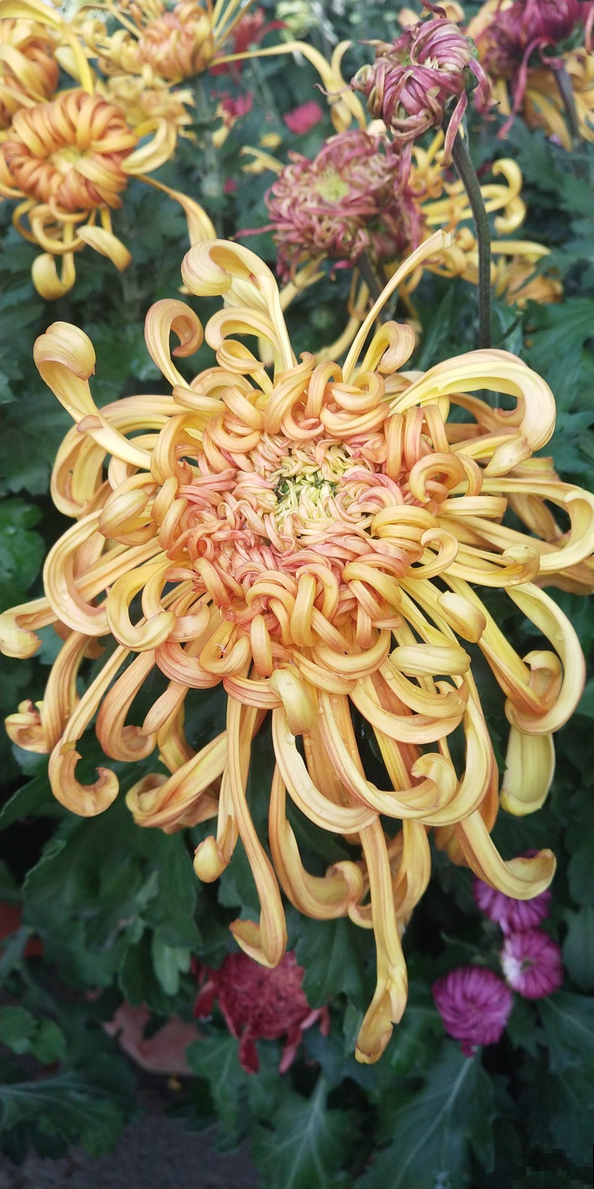 高贵如菊花,秋季标配,种上1盆全家赏! 高贵如菊花,秋季标配,种上1盆全家赏!