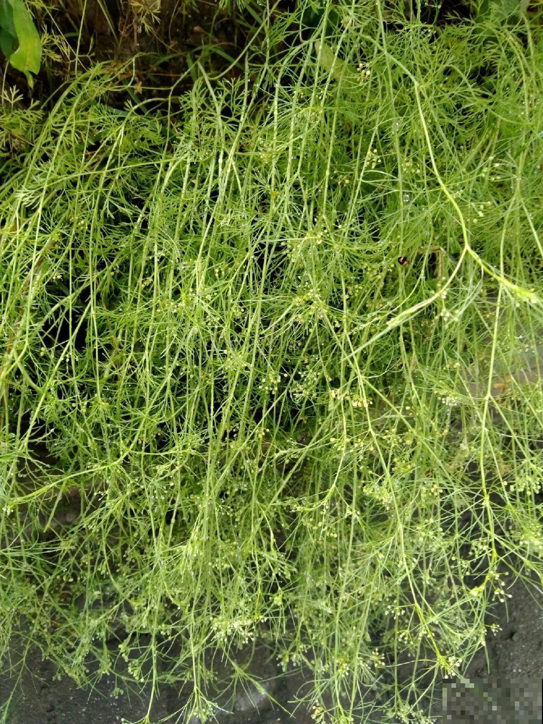 38种入侵植物,全村出来挖,挖完又长一大片 38种入侵植物,全村出来挖,挖完又长一大片