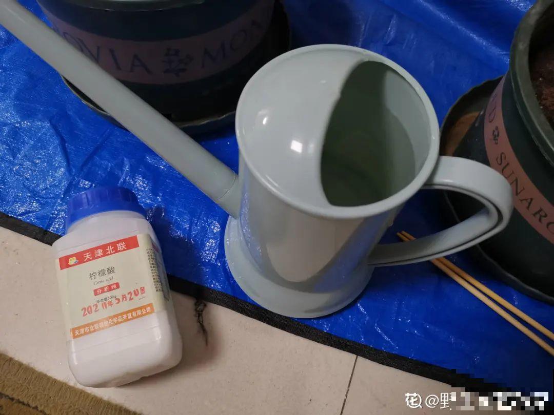 土里埋点“小料”，今年不用换盆，照样开花爆盆！