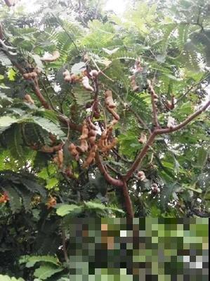 路边常见的行道树,种子捡回家,就能种出小盆栽 路边常见的行道树,种子捡回家,就能种出小盆栽