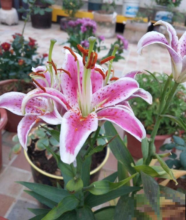 吐槽：那些不喜欢养花的人，总是这么说！