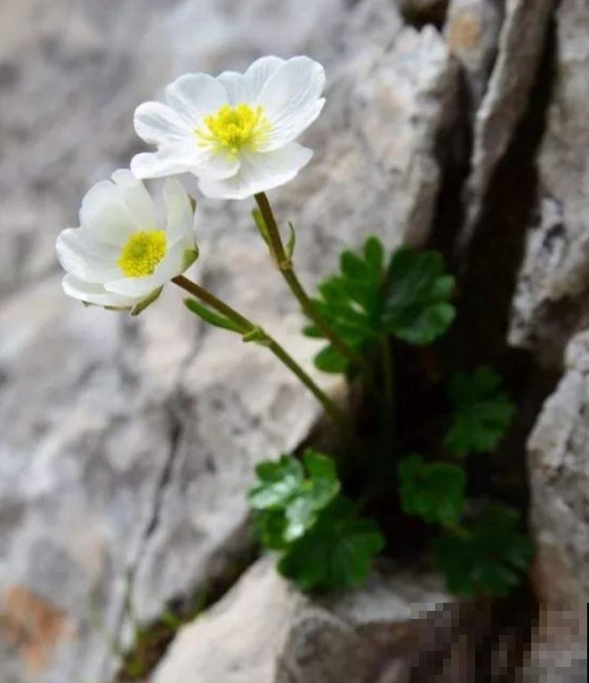 石缝间开出来的花,一点土都没有,生命力太强悍! 石缝间开出来的花,一点土都没有,生命力太强悍!