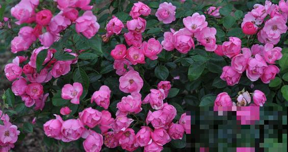 藤本月季,天使安吉拉,一年四季花开满墙! 藤本月季,天使安吉拉,一年四季花开满墙!