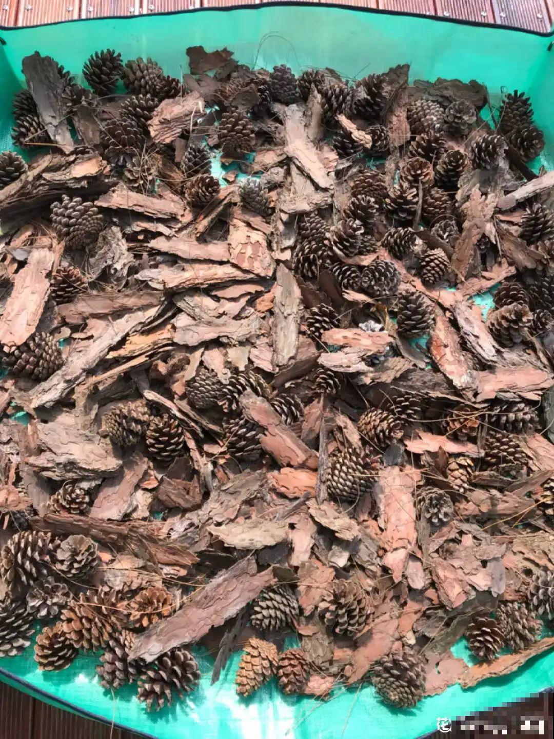 路边捡点松果，开水一烫来养花，透气不烂根！