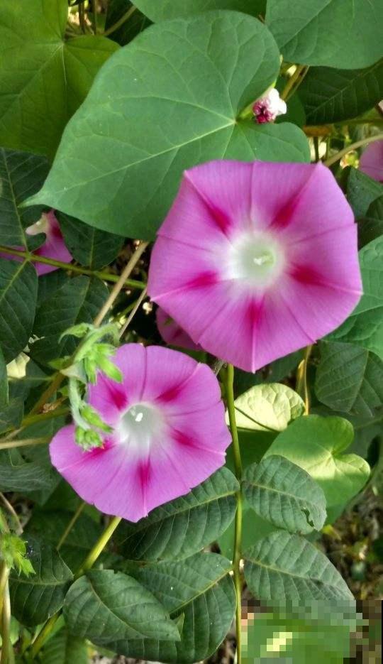 家里南阳台,就得种点阳性花,太阳越大开花越多 家里南阳台,就得种点阳性花,太阳越大开花越多