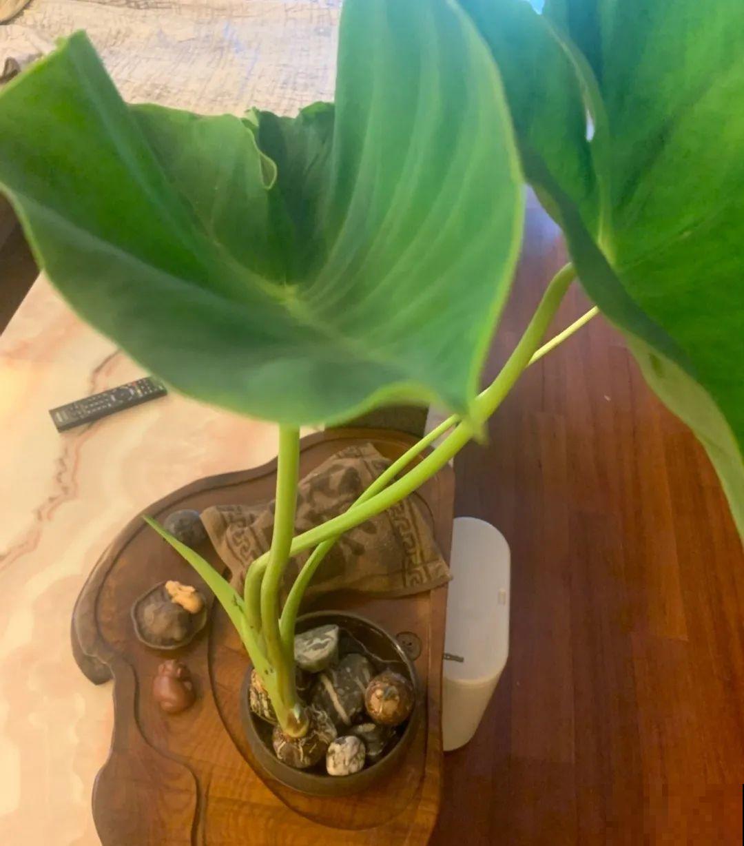 玉米地瓜，放久了自动变成盆栽，太好活了吧？