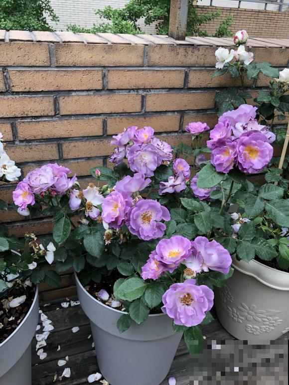 吐槽：那些不喜欢养花的人，总是这么说！