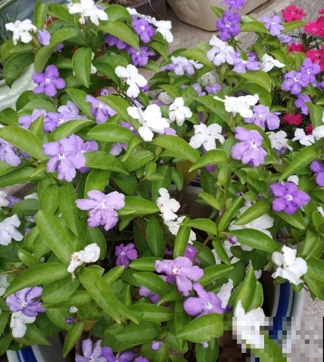 20种秋天开花的植物,外出看到,记得拍照欣赏! 20种秋天开花的植物,外出看到,记得拍照欣赏!