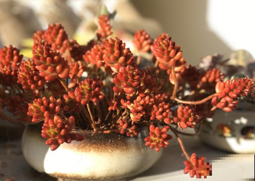 多肉叶插方法详解，一片叶子，就能让你变大户！