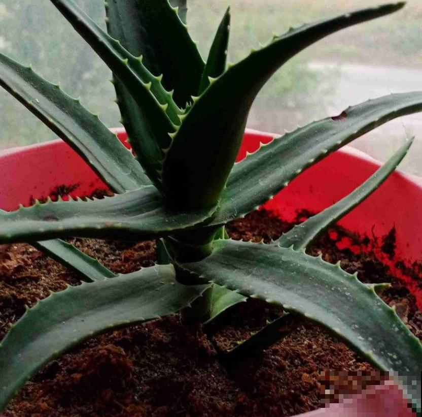超可怜的芦荟，不浇水也不施肥，能活下来算奇迹！