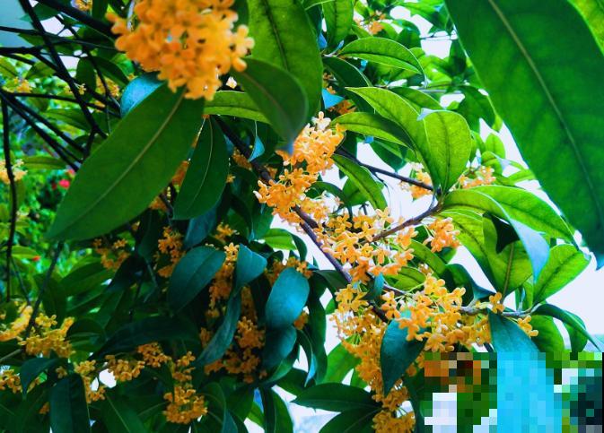 20种秋天开花的植物，外出看到，记得拍照欣赏！