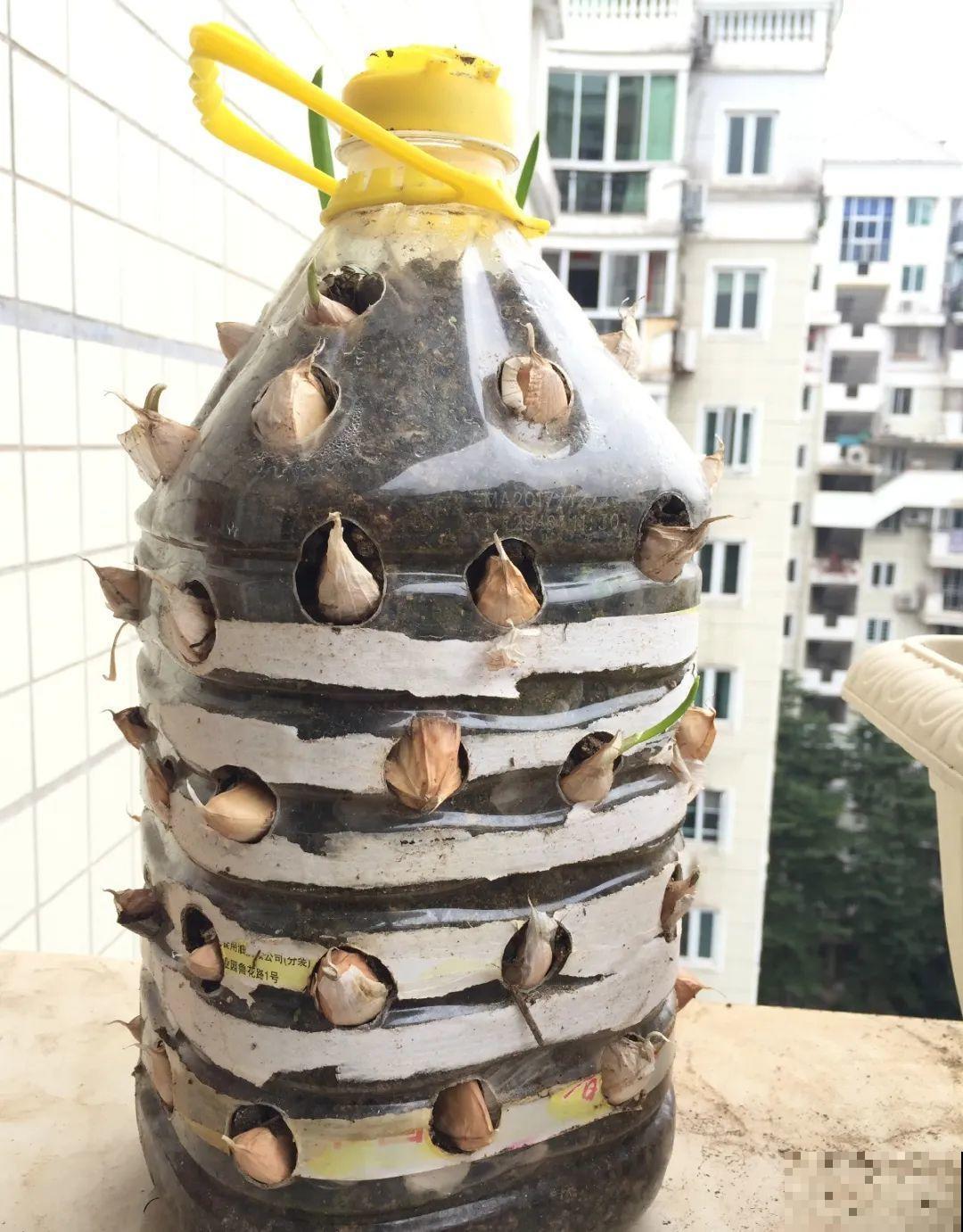 把菜种自家墙上,多得吃不完,太震撼 把菜种自家墙上,多得吃不完,太震撼