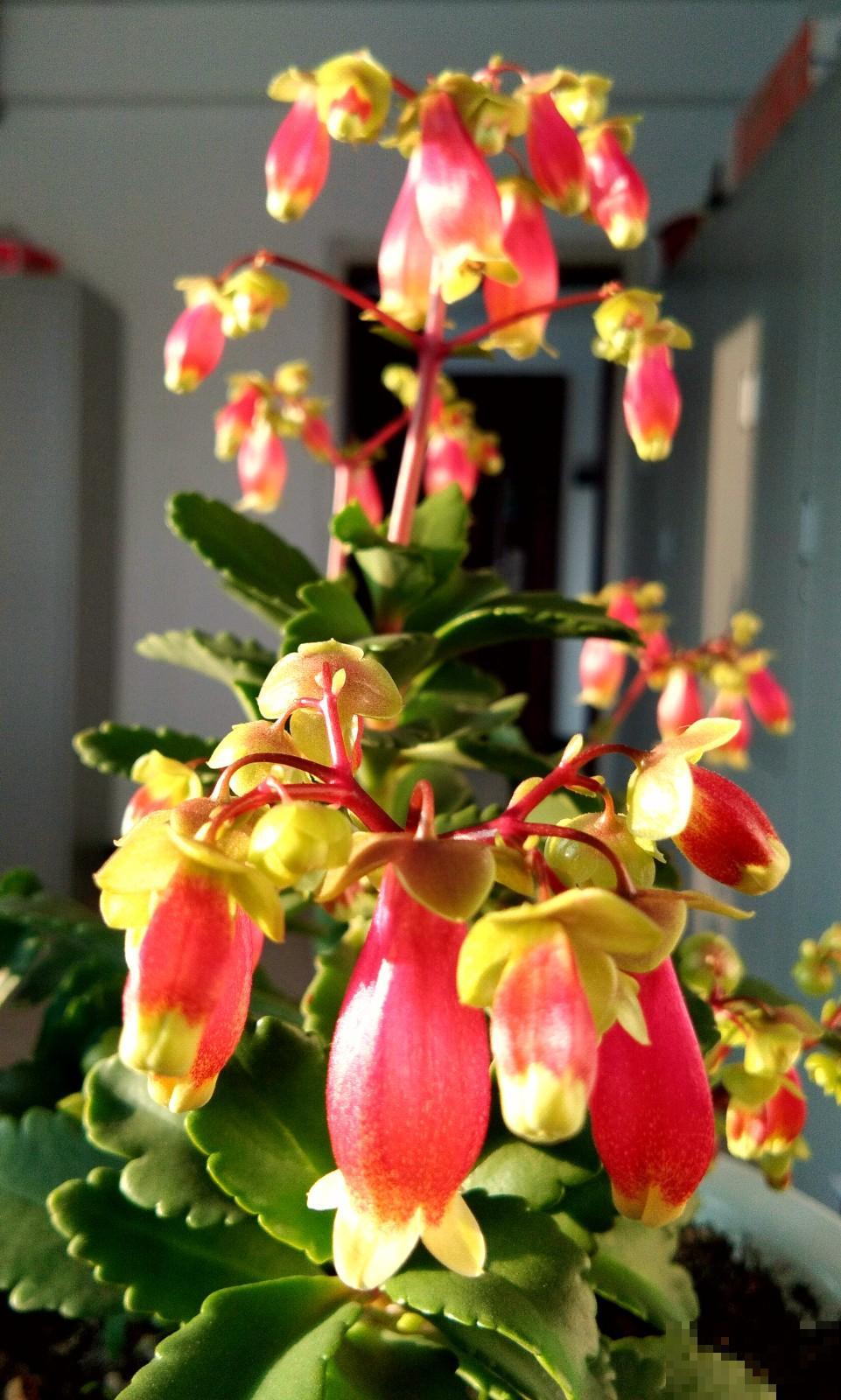 秋冬新宠“小铃铛”，原来叫宫灯长寿，跟不死鸟是亲戚