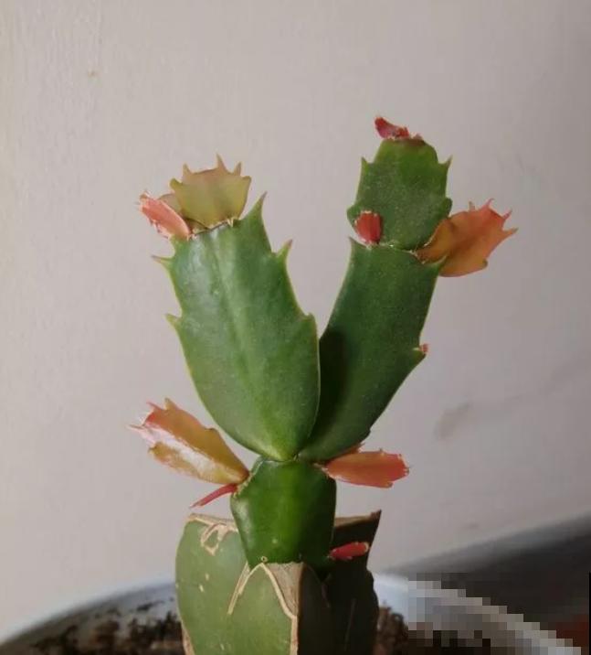 蟹爪兰就得现在嫁接,高温高湿,三两天就活了! 蟹爪兰就得现在嫁接,高温高湿,三两天就活了!