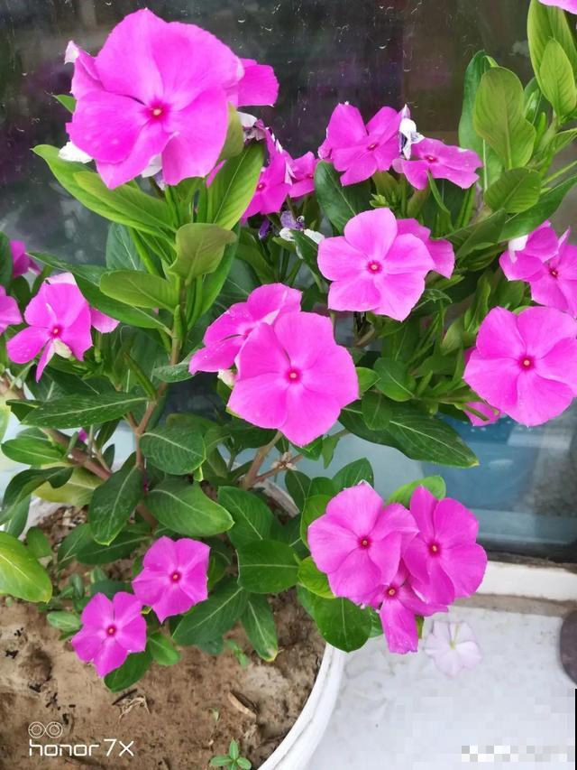 8种花要舍得掐,才能越长越旺盛 8种花要舍得掐,才能越长越旺盛